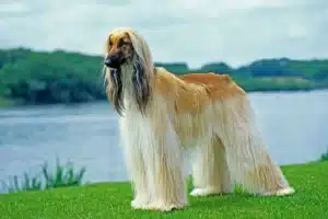 Read more about the article Afghan Hound breeder