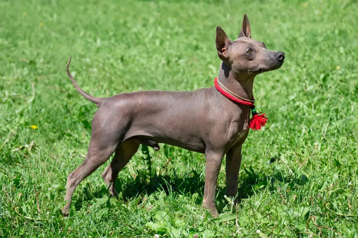 Read more about the article American Hairless Terrier Breeder