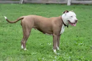 Read more about the article American Pit Bull Terrier Breeder