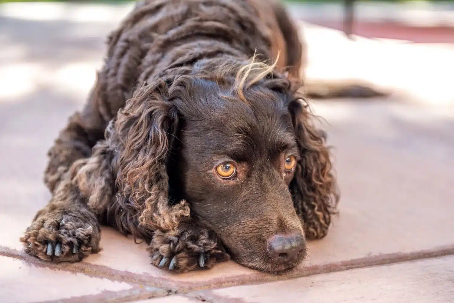 Read more about the article American Water Spaniel Breeder
