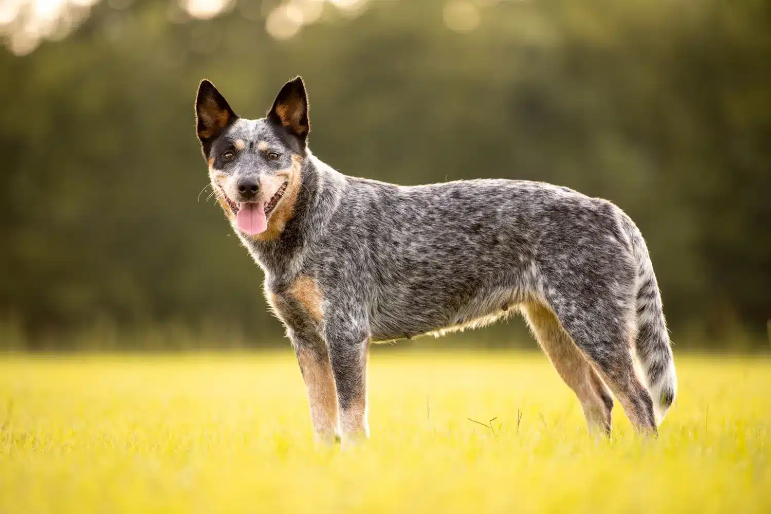 Read more about the article Australian Cattle Dog Breeder