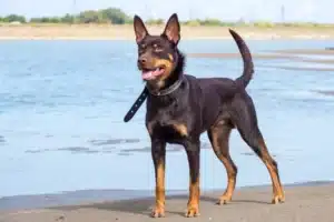 Read more about the article Australian Kelpie Breeder