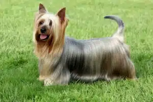 Read more about the article Australian Silky Terrier Breeder