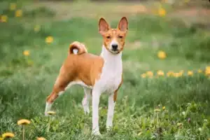 Read more about the article Basenji breeder