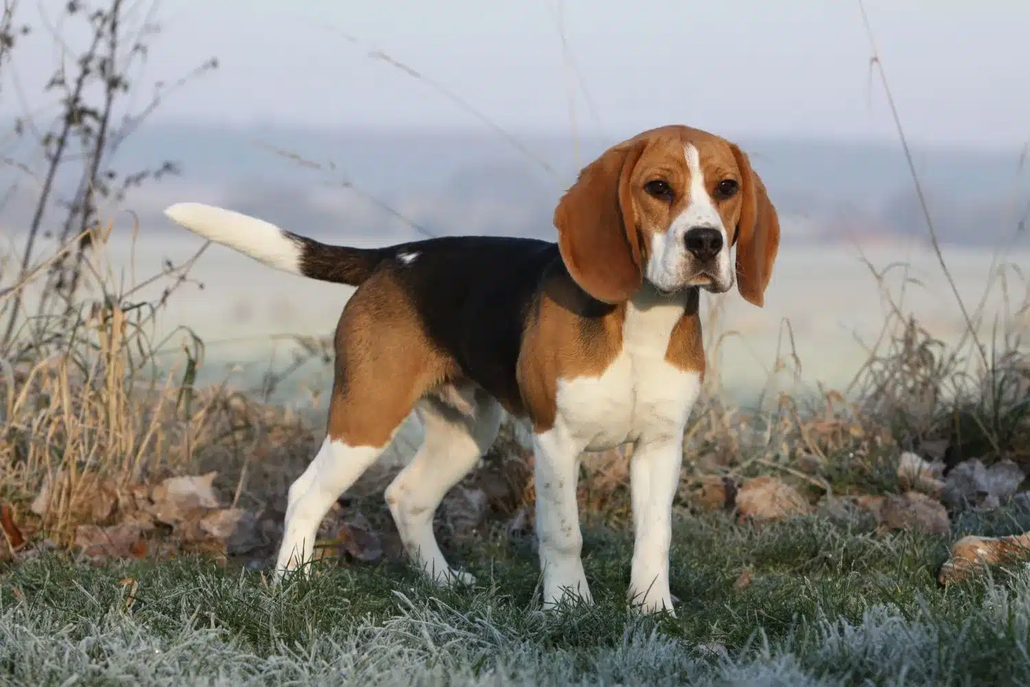 Read more about the article Beagle breeder