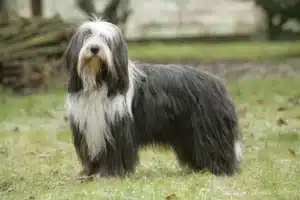 Read more about the article Bearded Collie Breeder