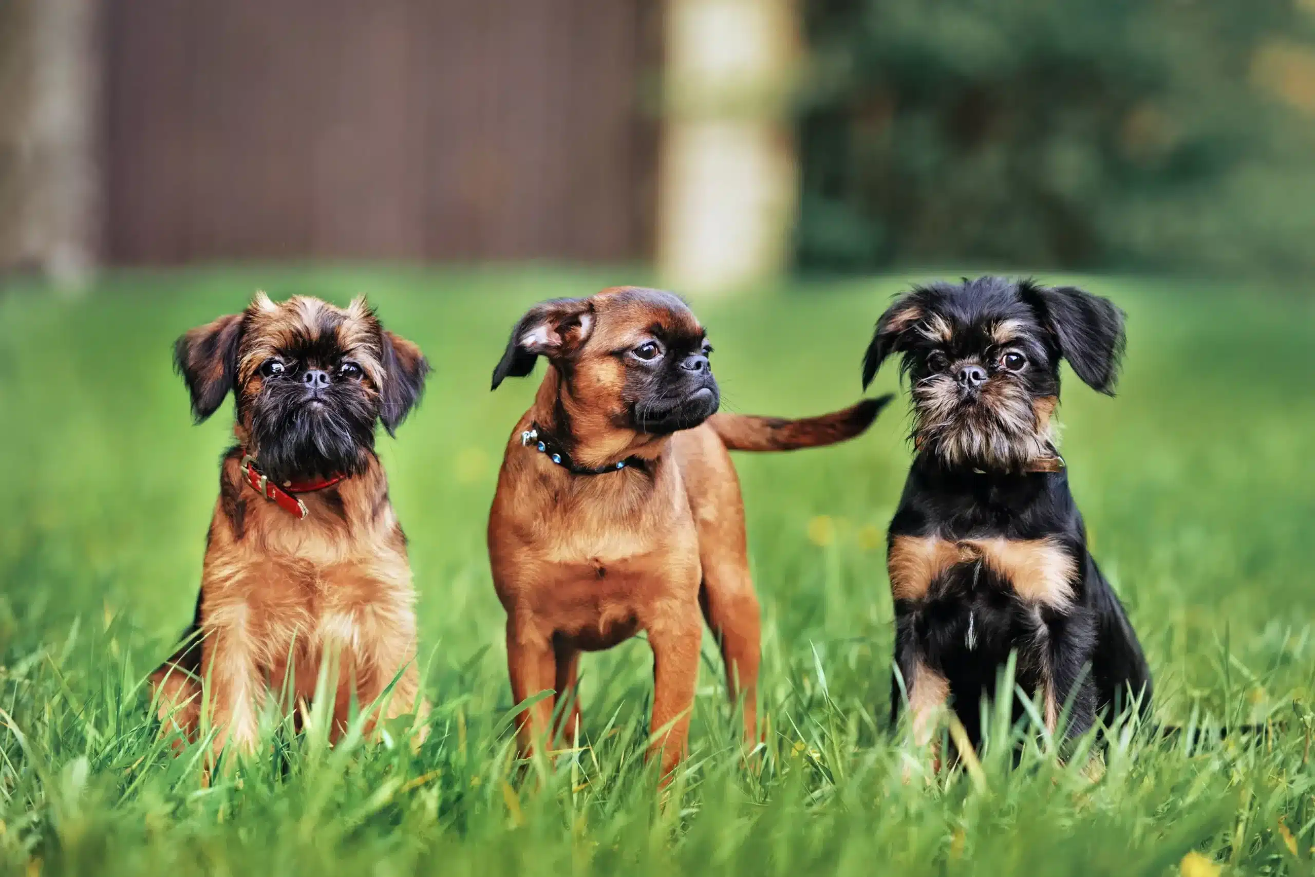 Belgian Dwarf Griffon breeder - DogWeb.com