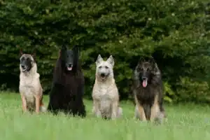 Read more about the article Belgian Shepherd Dog Breeder