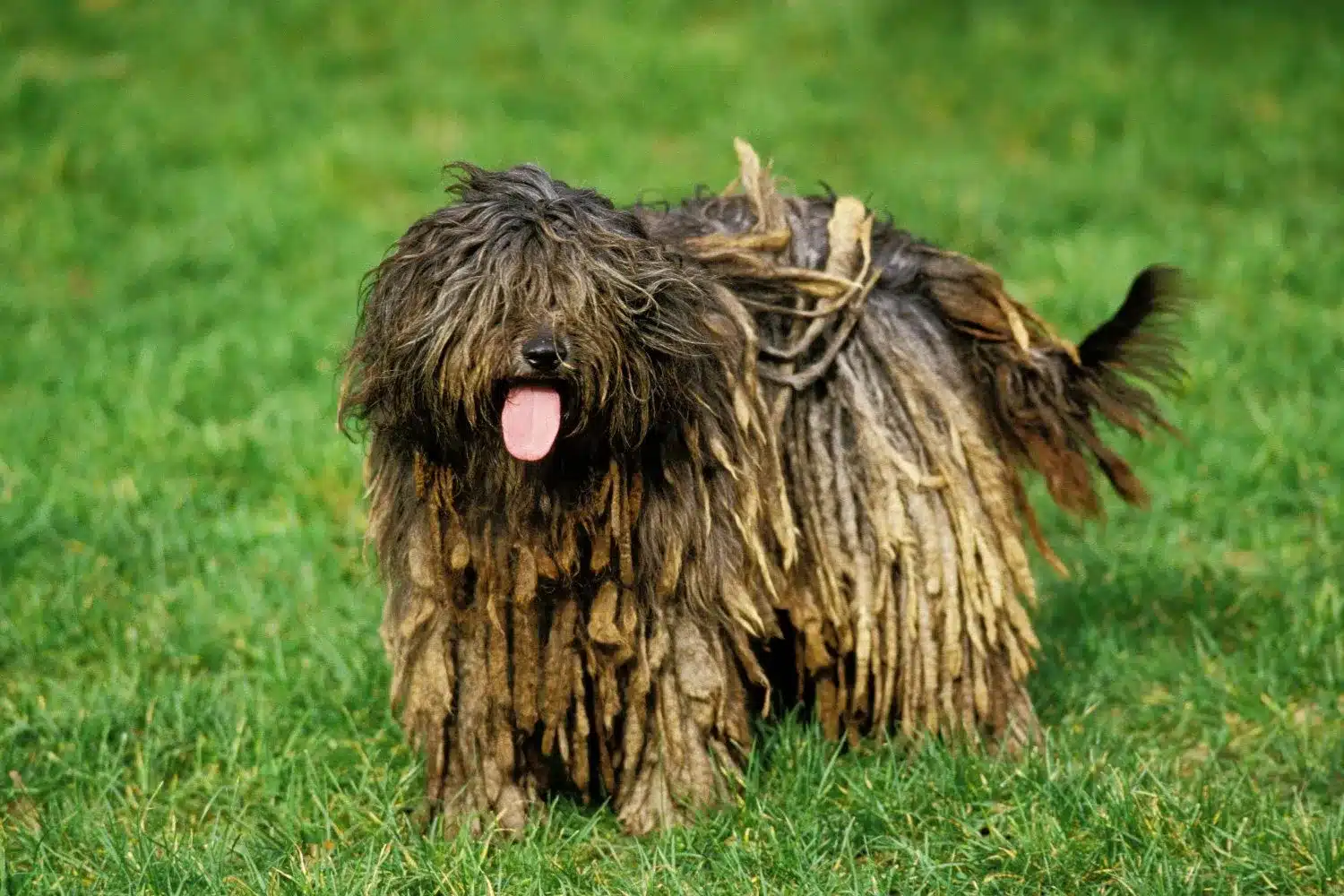 Read more about the article Bergamasco Shepherd Dog Breeder