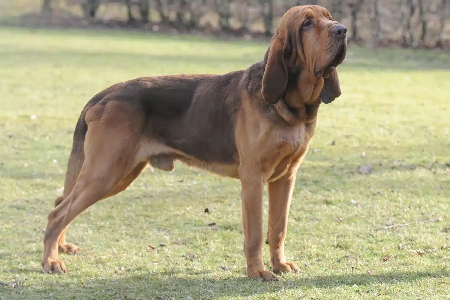 Read more about the article Bloodhound breeder