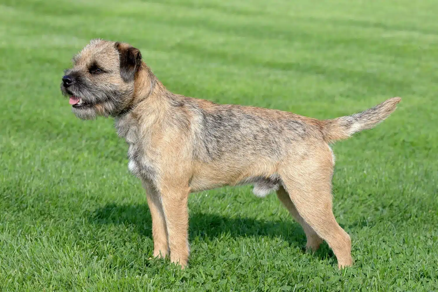 Read more about the article Border Terrier Breeder