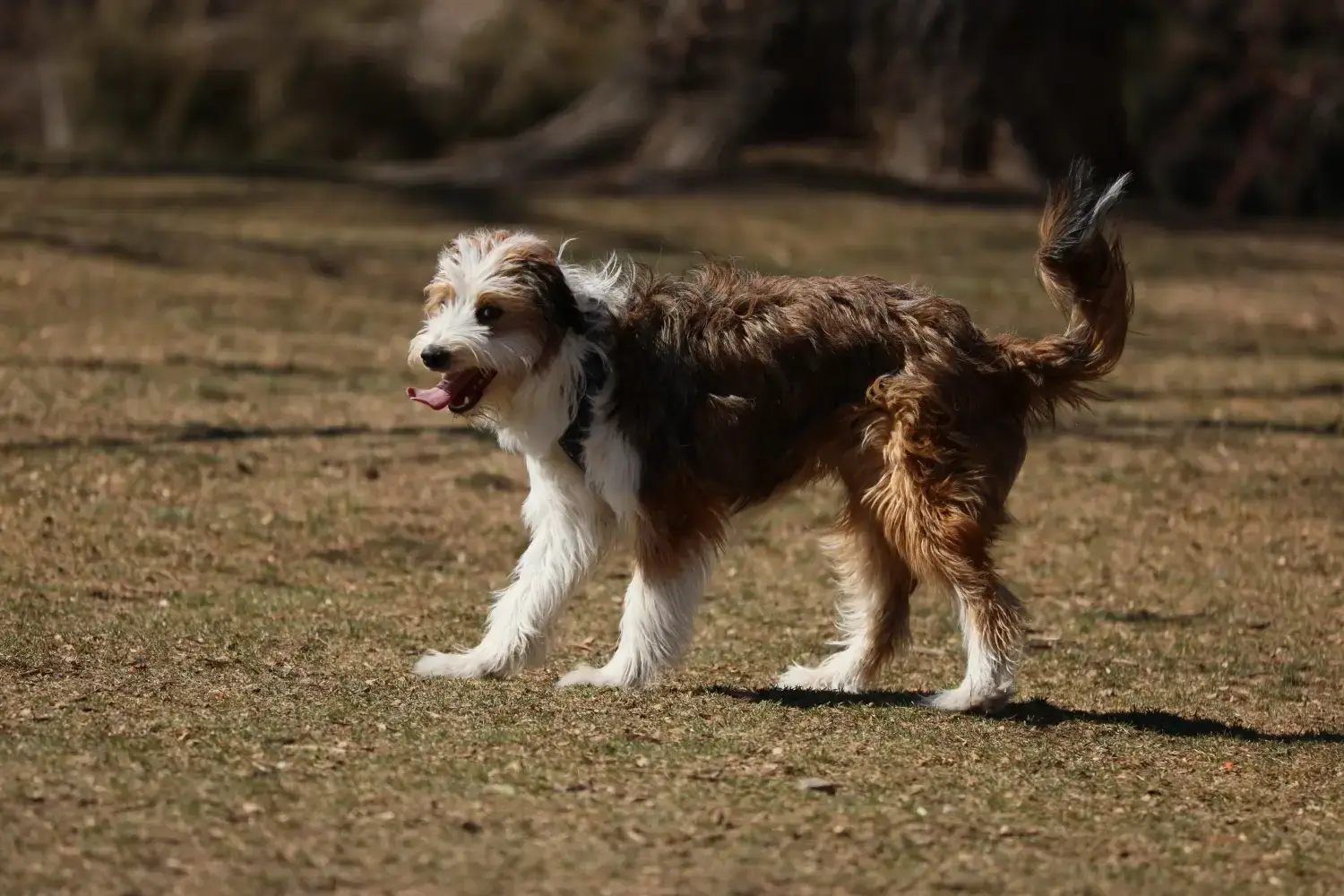 Read more about the article Bordoodle breeder