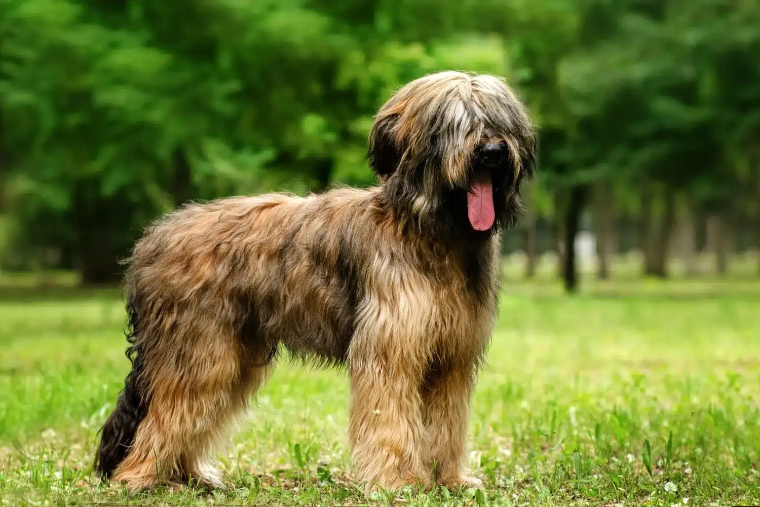 Read more about the article Briard breeder