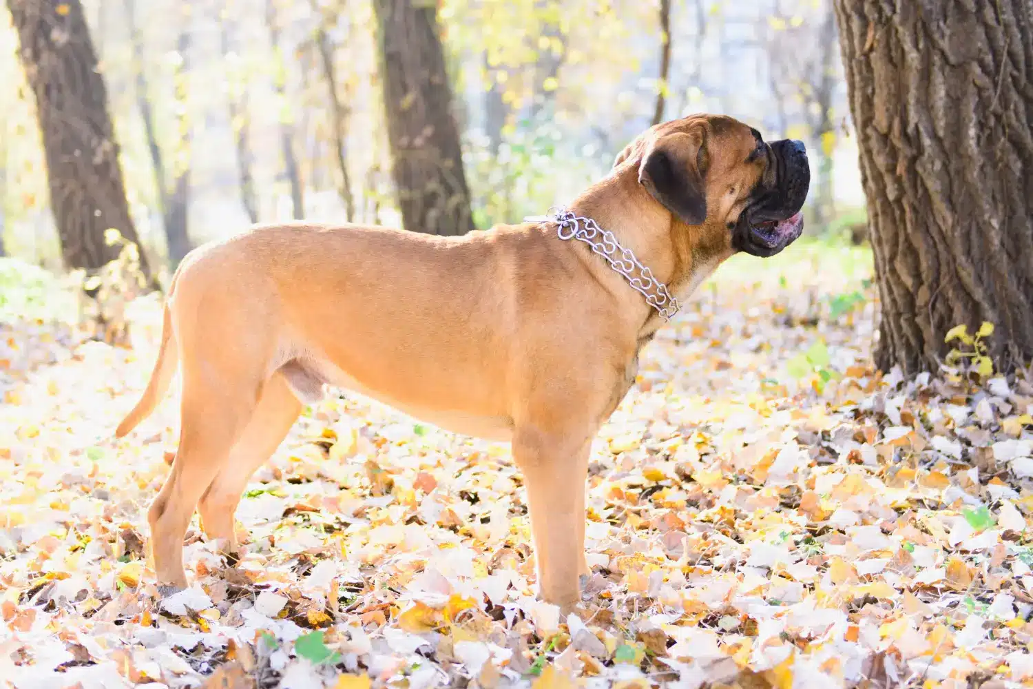 Read more about the article Bullmastiff breeder