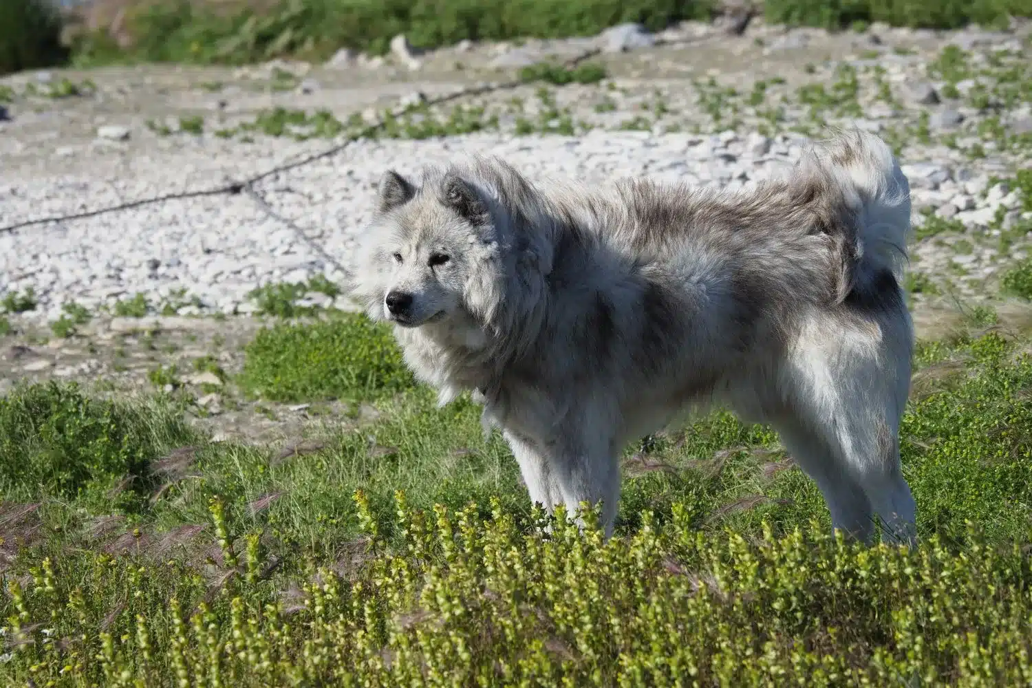 Read more about the article Canadian Eskimo Dog Breeder
