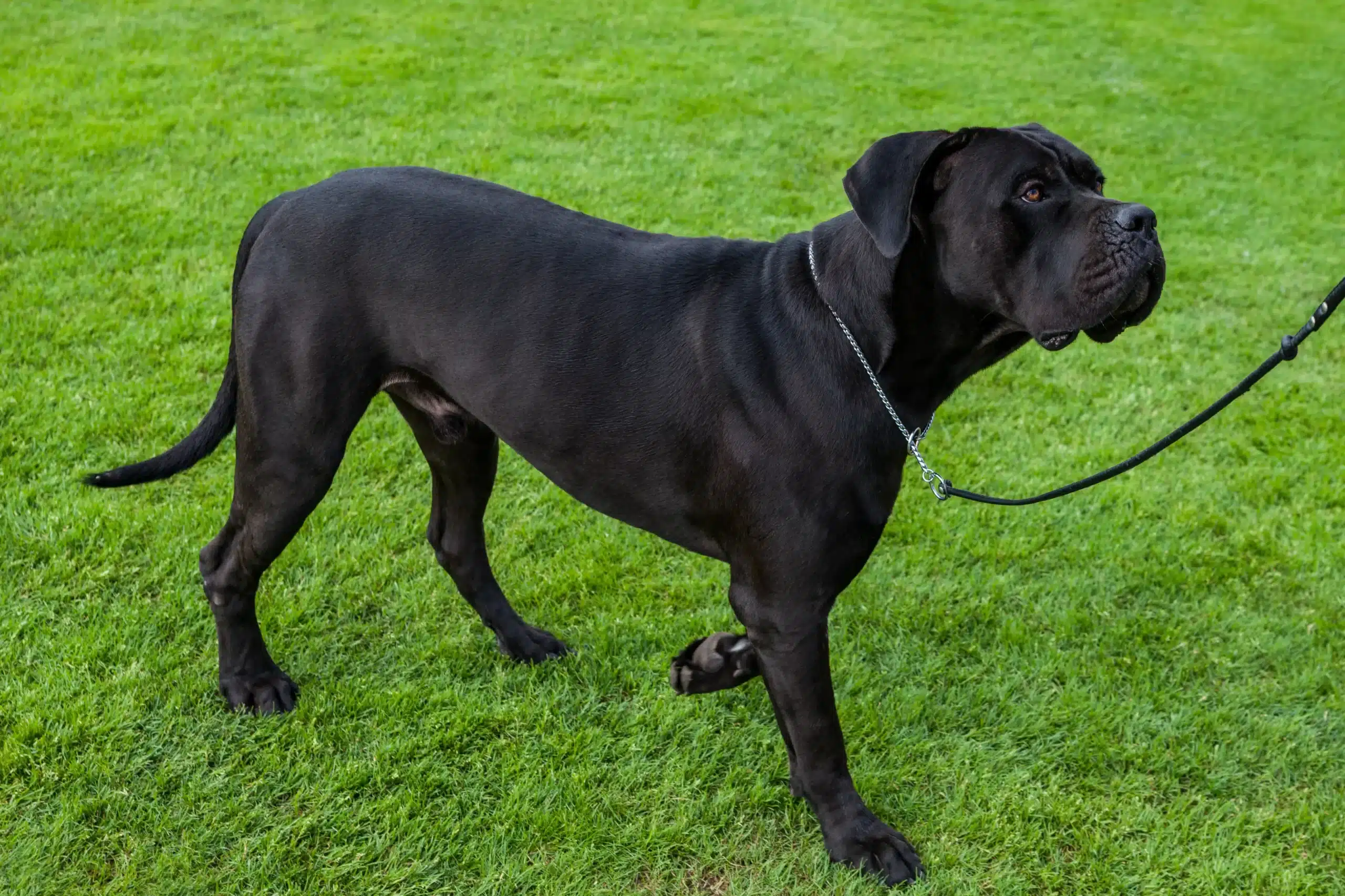 Read more about the article Cane Corso Italiano Breeder