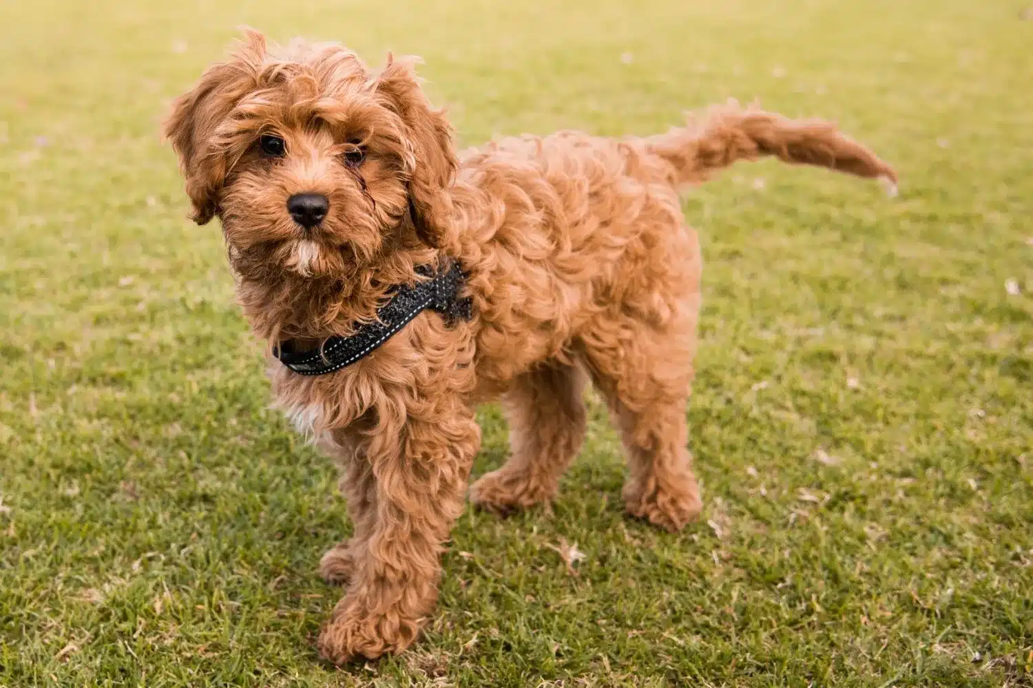 Read more about the article Cavoodle breeder