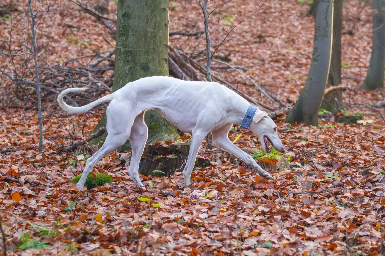 Read more about the article Chart Polski breeder