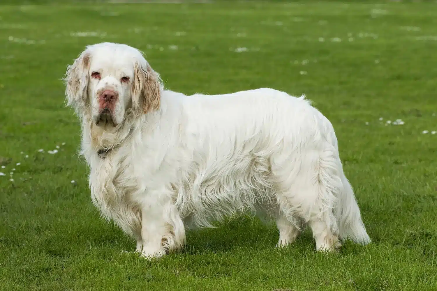 Read more about the article Clumber Spaniel breeder