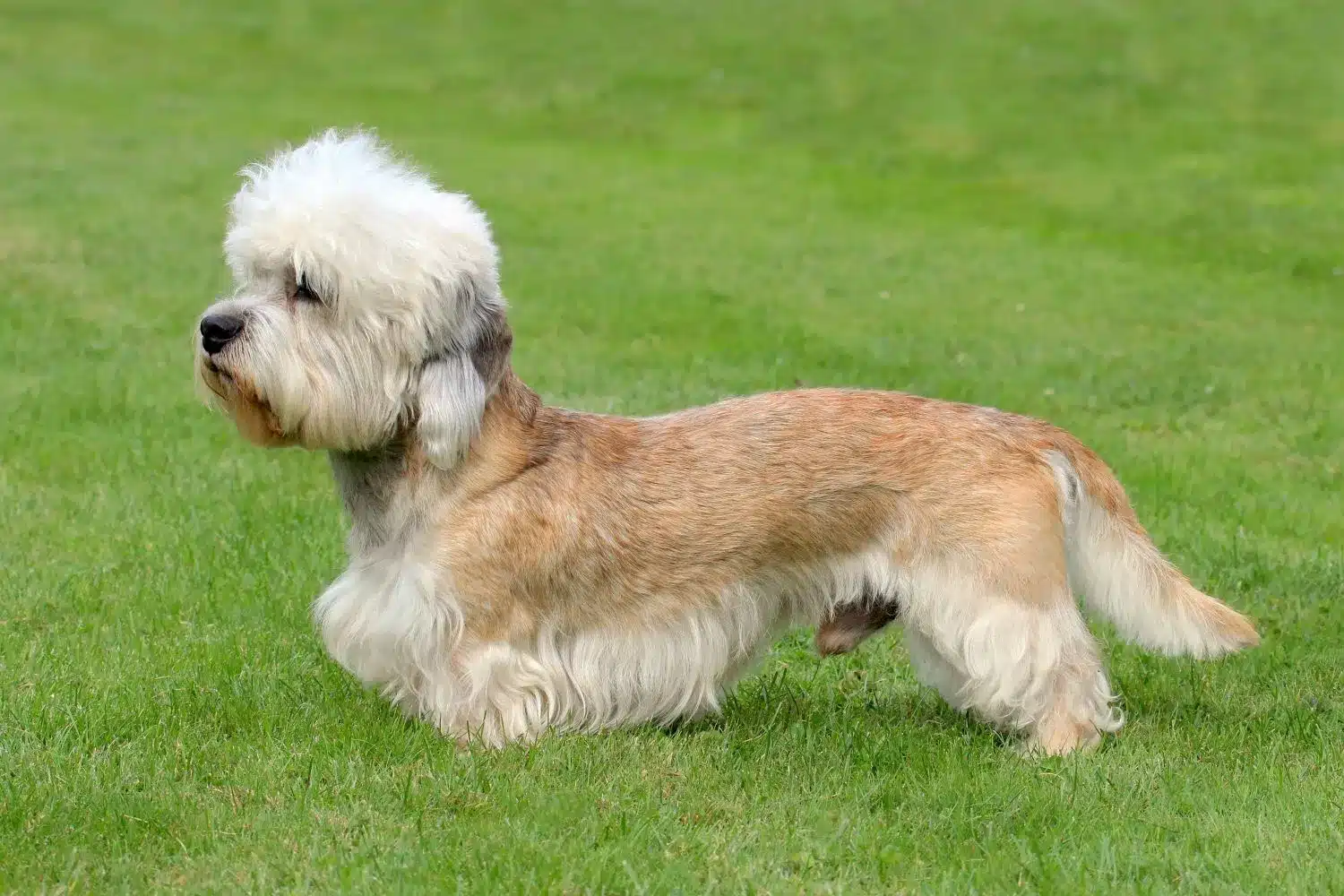 Read more about the article Dandie Dinmont Terrier Breeder