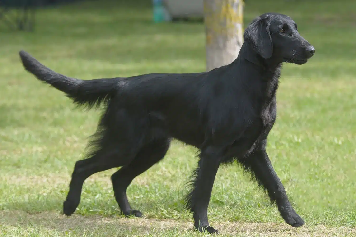 Read more about the article Flat Coated Retriever Breeder