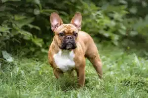 Read more about the article French Bulldog breeder