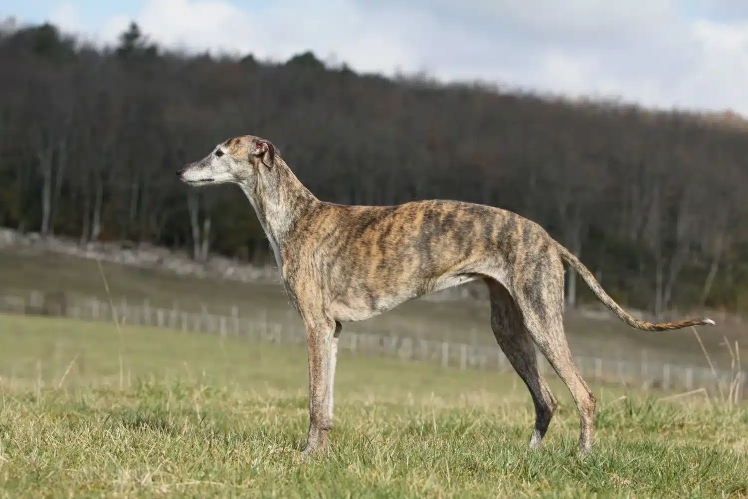 Read more about the article Galgo Espanol breeder