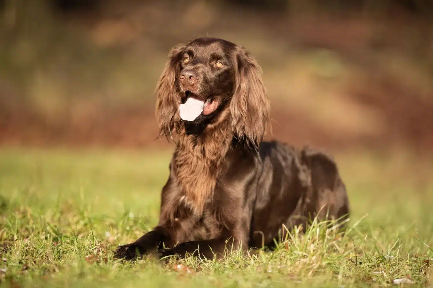 Read more about the article German Longhair Breeder