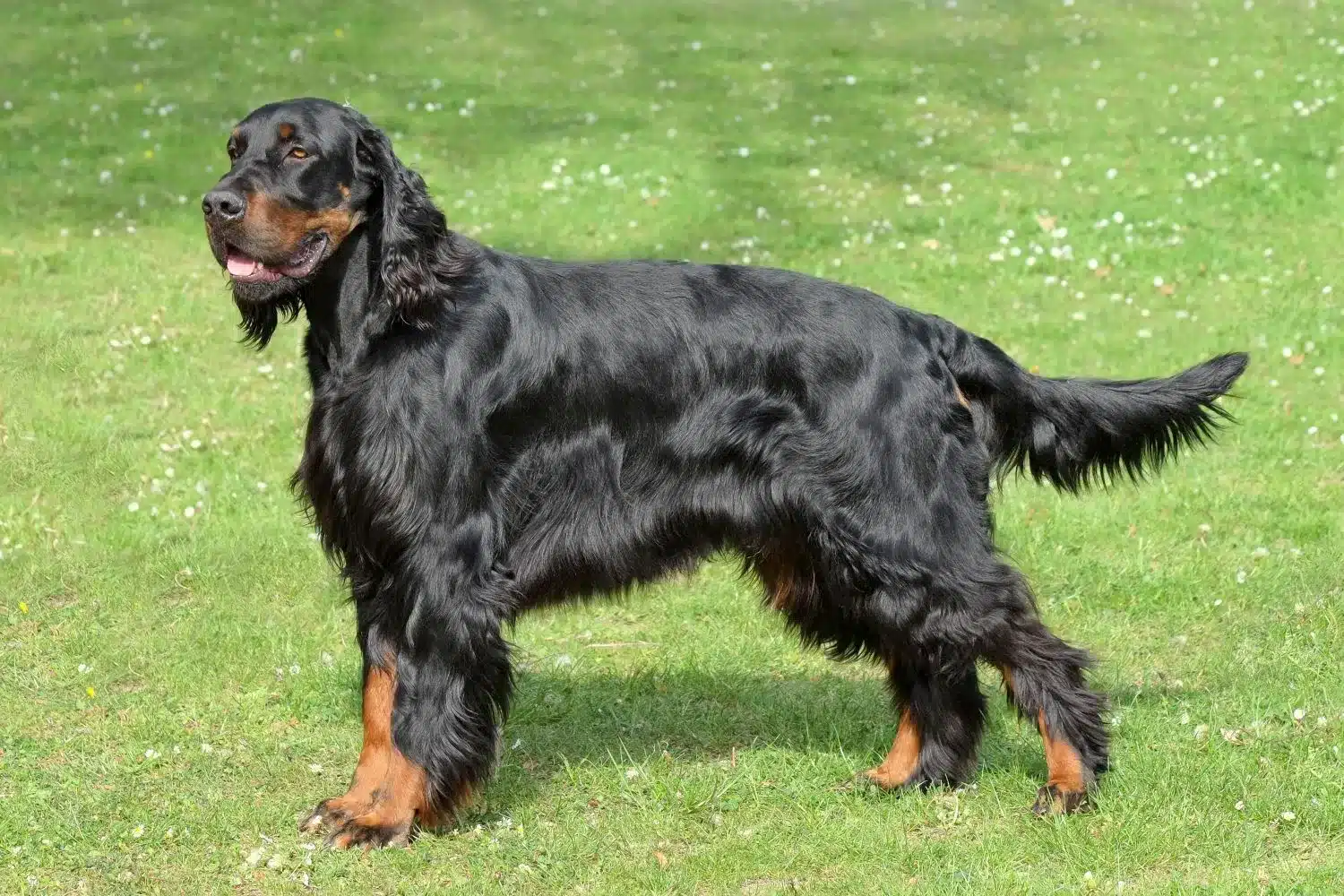 Read more about the article Gordon Setter breeder