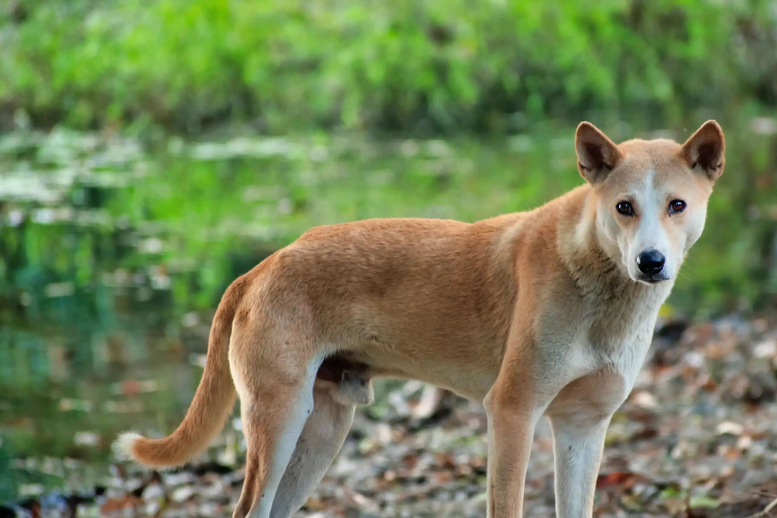 Read more about the article Indian pariah dog breeder