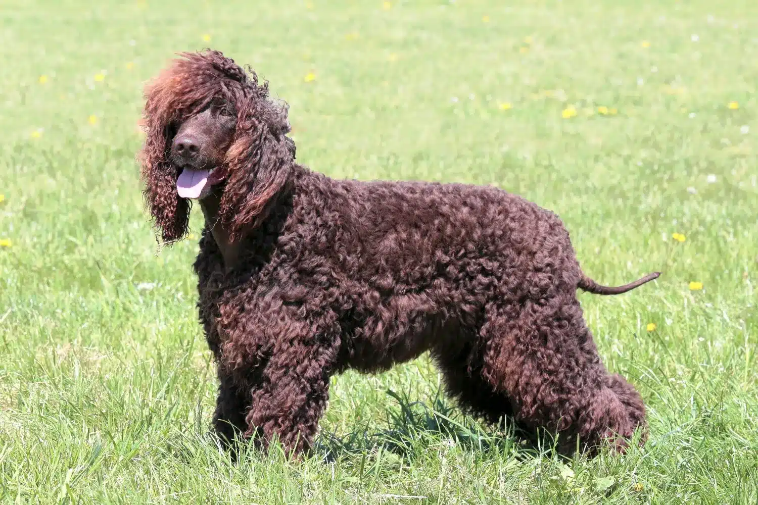 Read more about the article Irish Water Spaniel Breeder