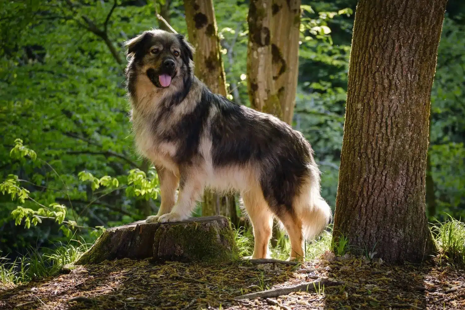 Read more about the article Karst Sheepdog Breeder