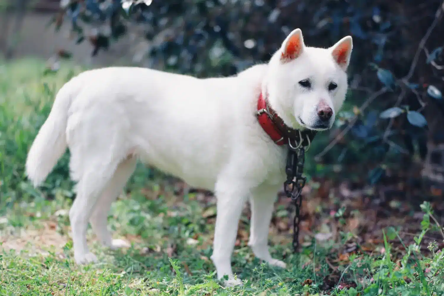 Read more about the article Kishu breeder
