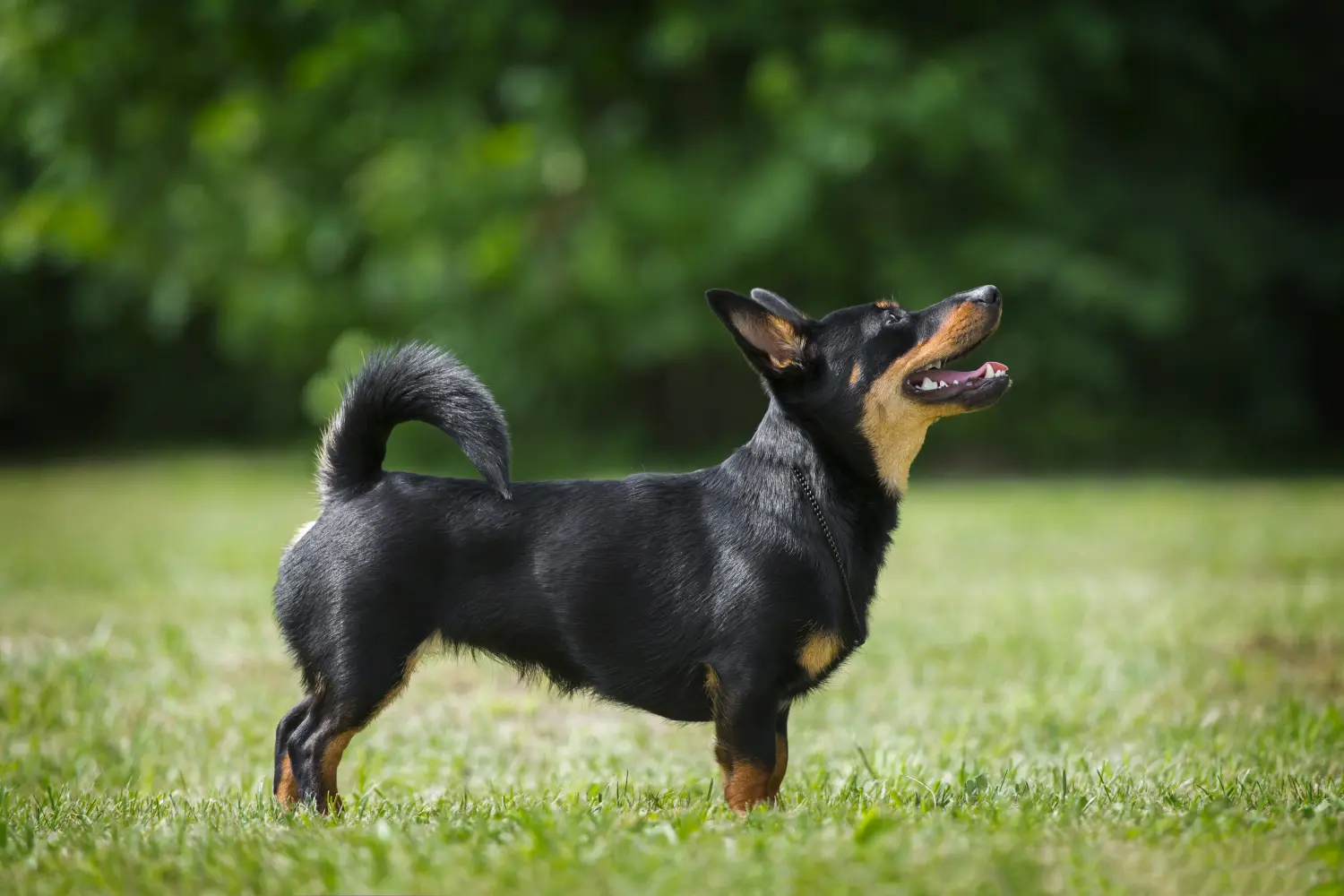 Read more about the article Lancashire Heeler breeder