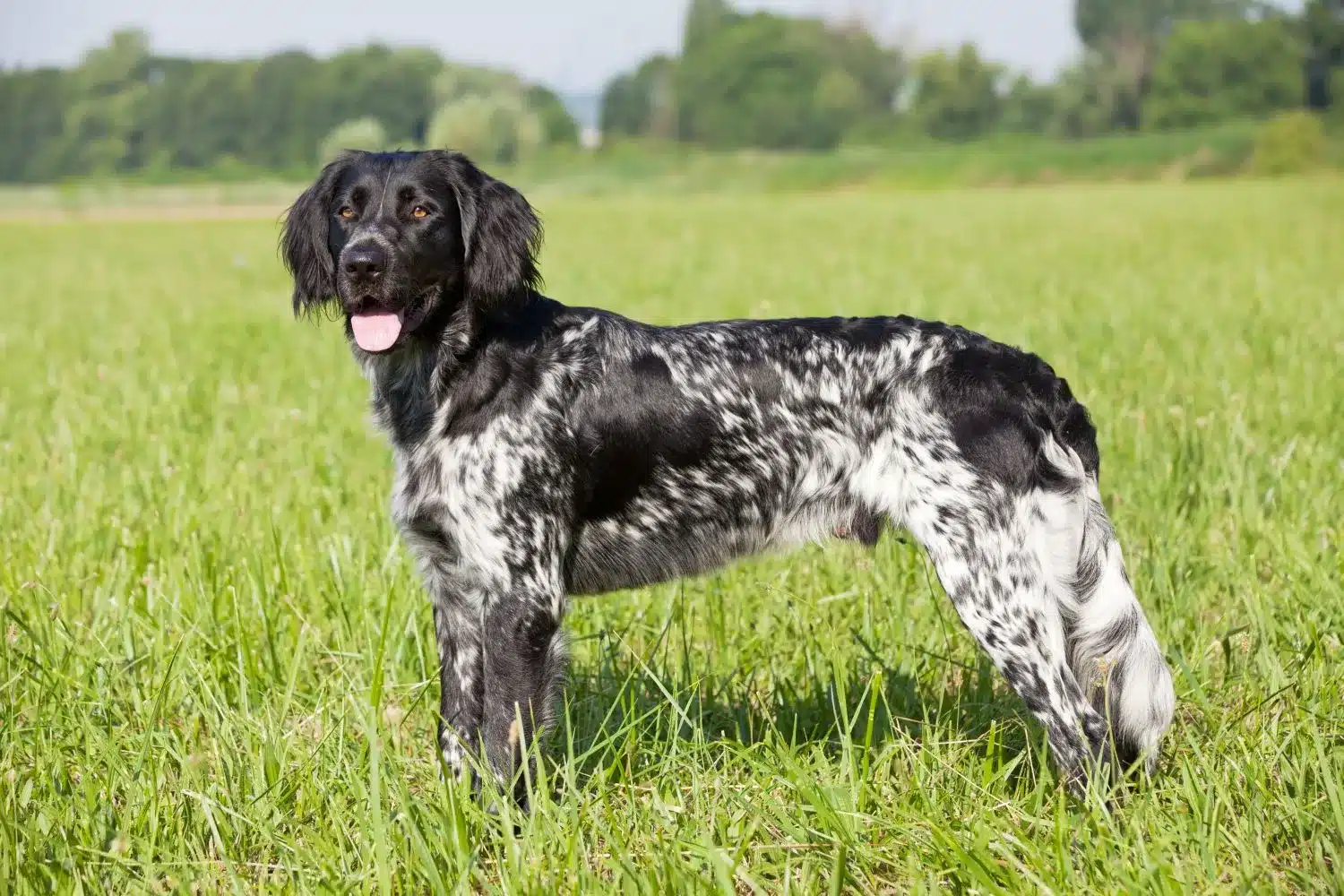 Read more about the article Large Münsterländer breeder