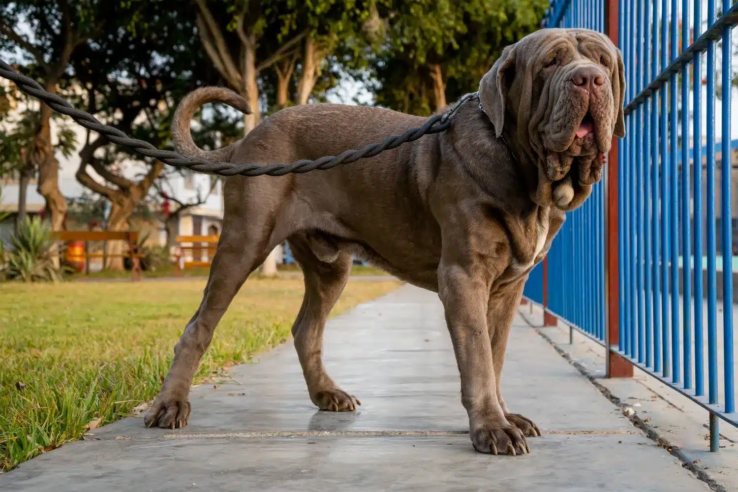 Read more about the article Mastino Napoletano breeder