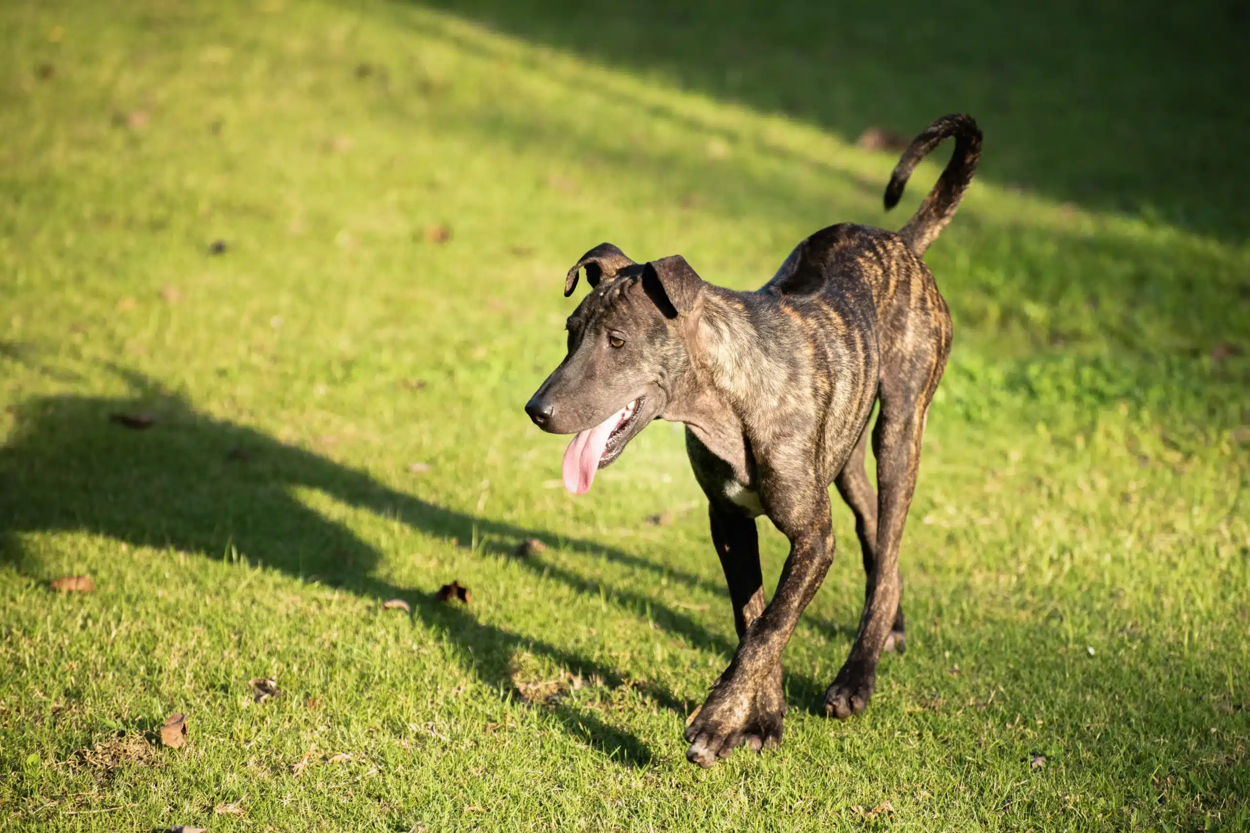 Read more about the article Phu Quoc Ridgeback breeder