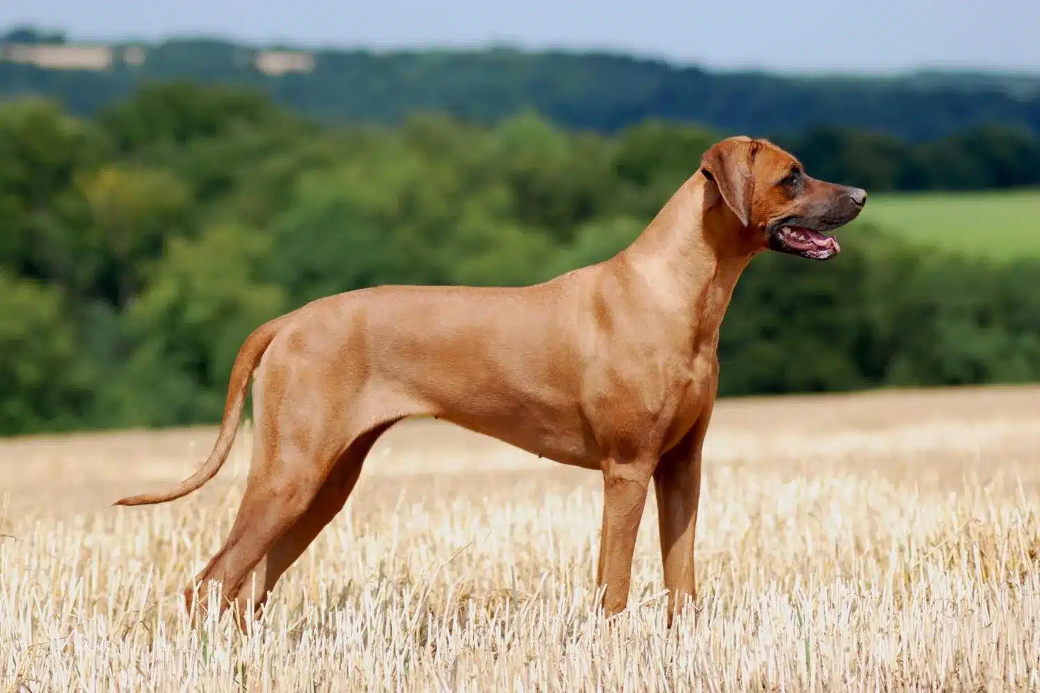 Read more about the article Rhodesian Ridgeback breeder