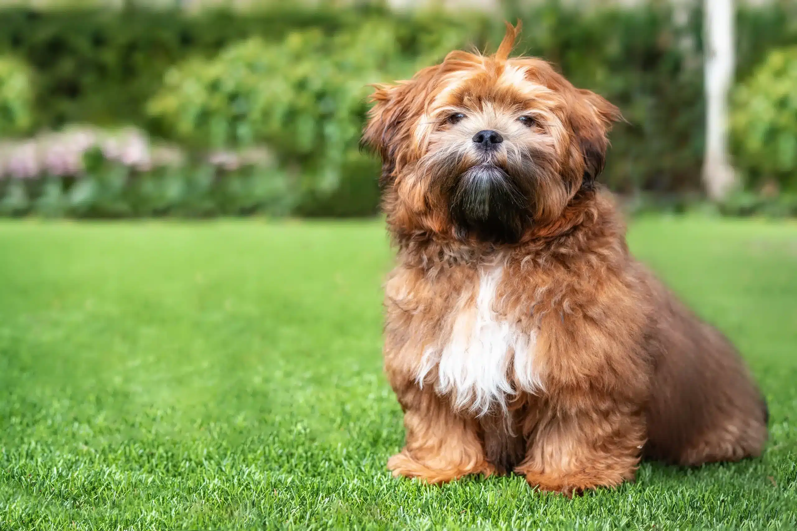 Read more about the article Shichon breeder