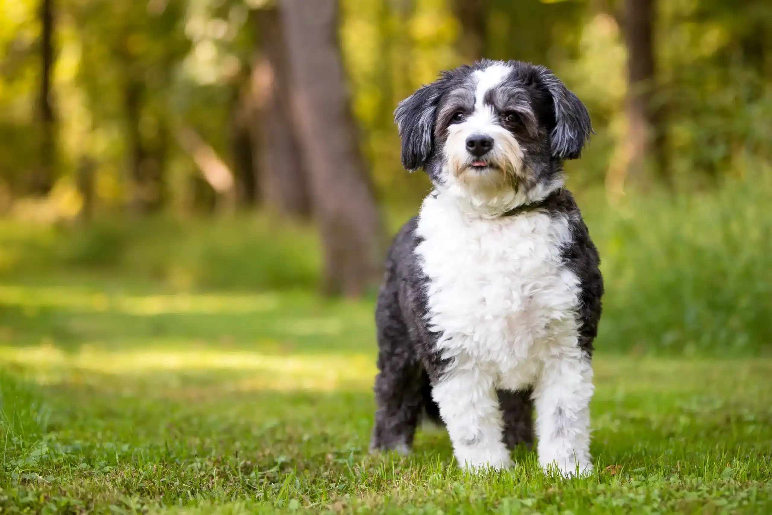 Read more about the article Shih-Poo breeder
