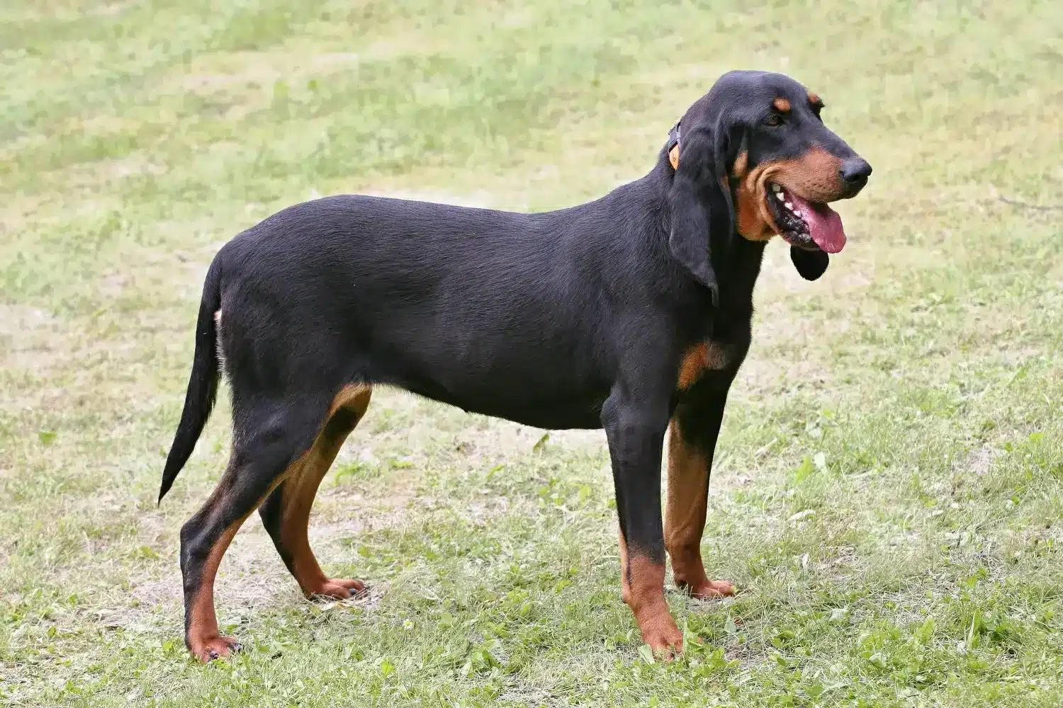 Read more about the article Swiss running dog breeder