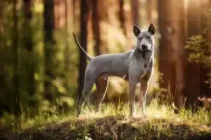 Read more about the article Thai Ridgeback breeder