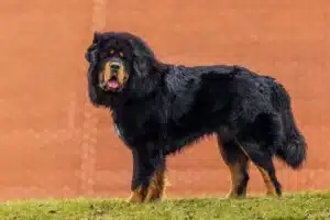 Read more about the article Tibetan Mastiff Breeder