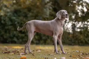 Read more about the article Weimaraner breeder