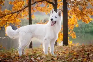Read more about the article White Swiss Shepherd Dog Breeder