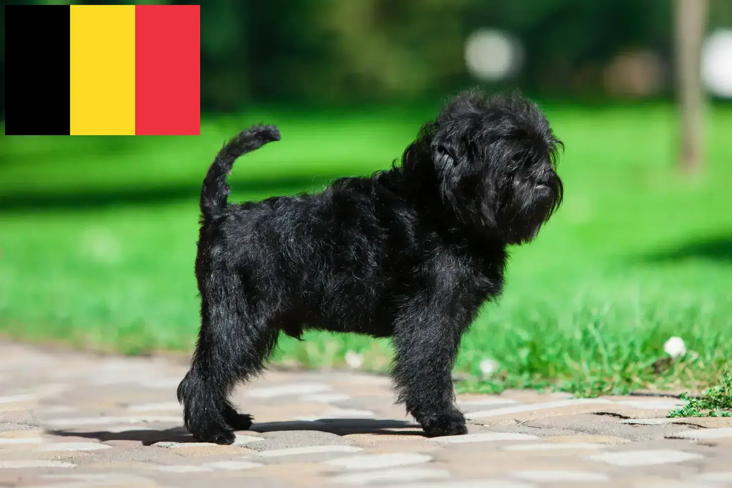 Read more about the article Affenpinscher breeders and puppies in Belgium