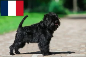 Read more about the article Affenpinscher breeders and puppies in France