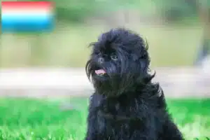 Read more about the article Affenpinscher breeders and puppies in Luxembourg