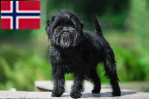 Read more about the article Affenpinscher breeders and puppies in Norway