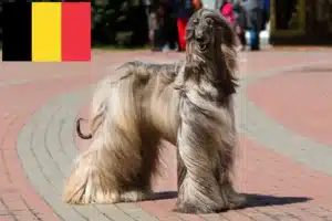 Read more about the article Afghan Hound breeders and puppies in Belgium